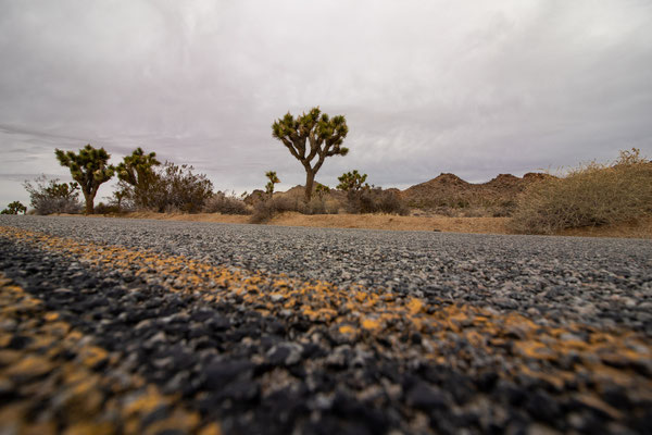 Bild 6 - Joshua Tree Road
