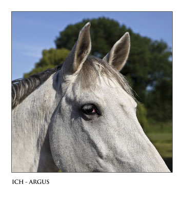 Bild 3: ICH ARGUS