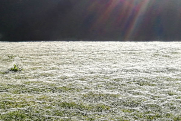 Bild 9: Altweibersommer