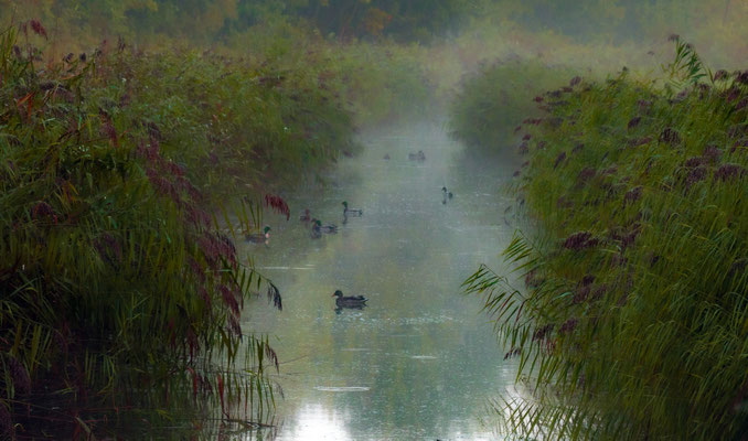 Bild 3: Morgens im Moor