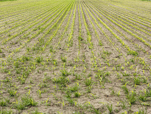 Bild 9: frisches Grün