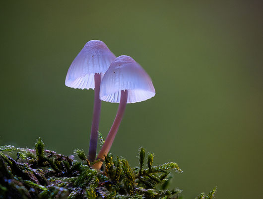 Bild 7: Last Fungi