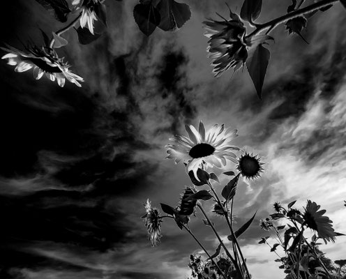 Bild 4: sunflower