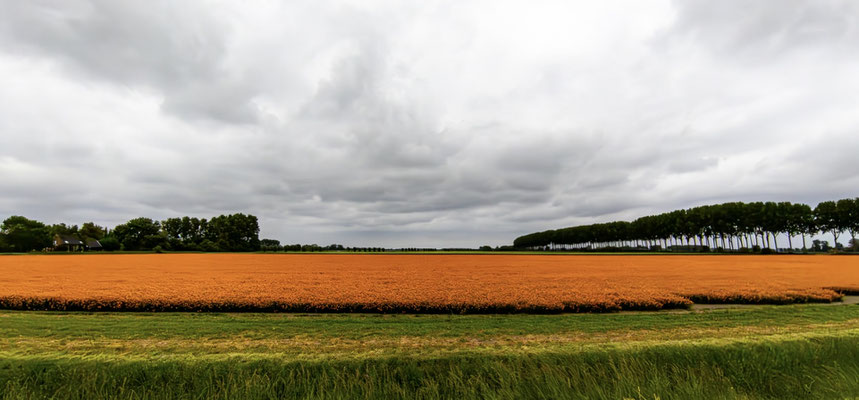 Bild 8: Hinterm Deich