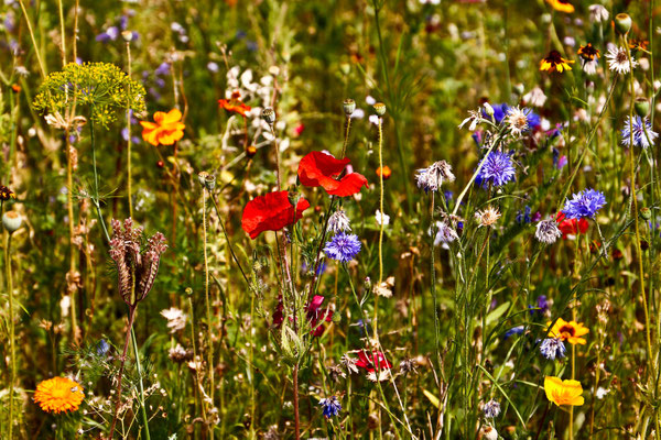 Bild 8: Frühlingswiese