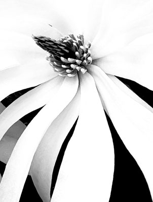 Bild 1: Sternmagnolie