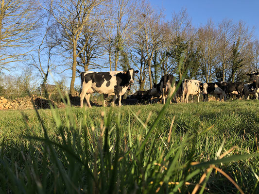 Nos vaches laitières