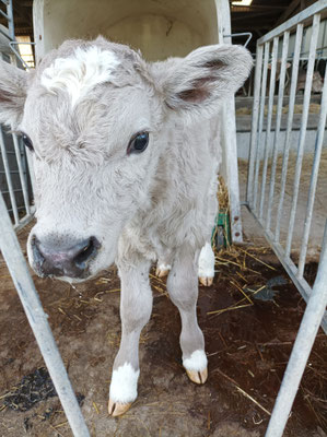 Un petit veau