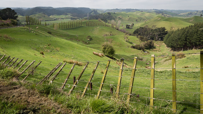 La campagnia in Nuova Zelanda