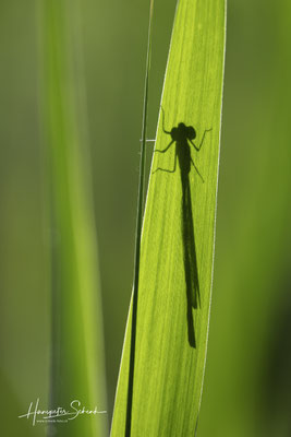 Kleinlibelle