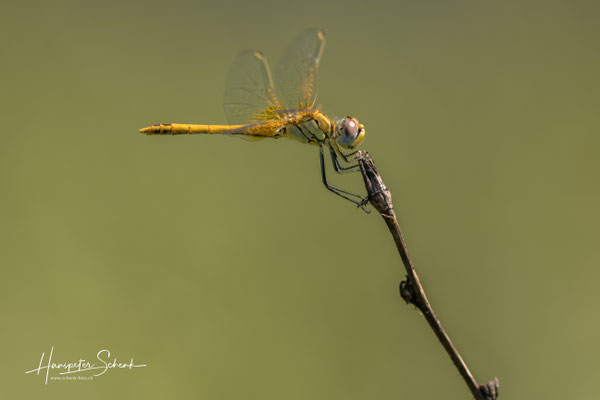 Frühe Heidelibelle (Sympetrum fonscolombii) ♂