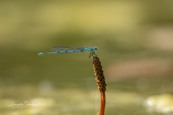 Saphirauge (Erythromma najas) ♂