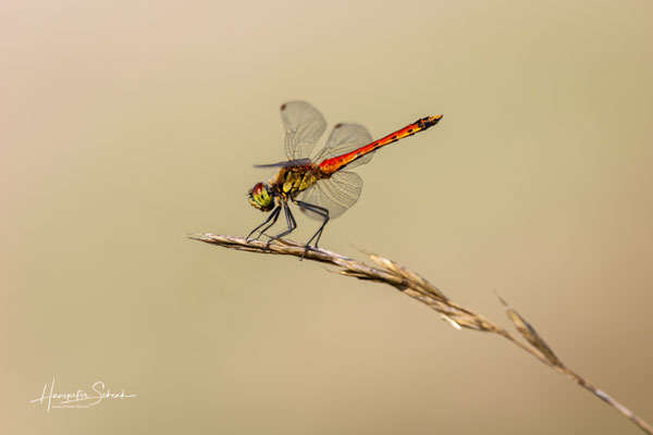 Sumpf-Heidelibelle (Sympetrum depressiusculum) ♂