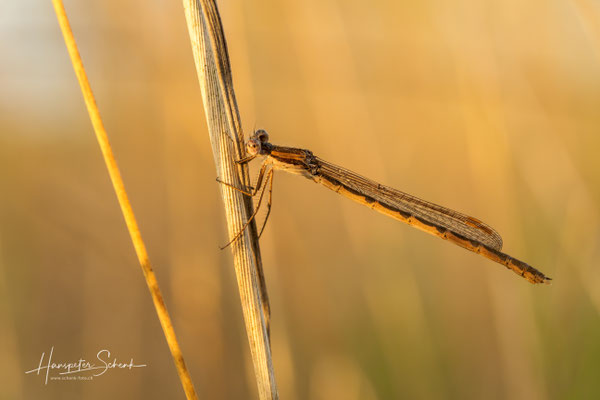 Gemeine Winterlibelle ♀ (Sympecma fusca)