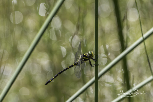 Zweigestreifte Quelljungfer (Cordulegaster boltonii) ♂