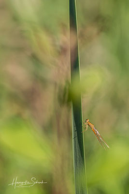 Kleine Pechlibelle ♀ (Ischnura pumilio)