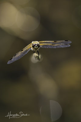 Vierfleck (Libellula quadrimaculata)