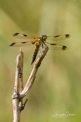 Vierfleck (Libellula quadrimaculata)