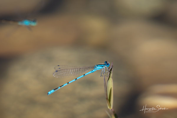 Gemeine Becherjungfer (Enallagma cyathigerum) ♂