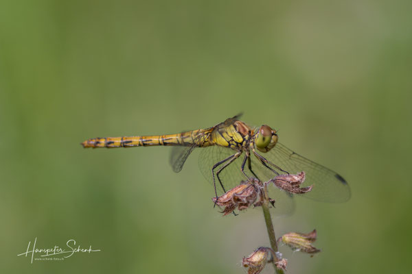 Grosse Heidelibelle ♂(sympetrum striolatum)