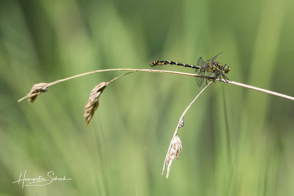 Kleine Zangenlibelle (Onychgomphus forcipatus) ♂
