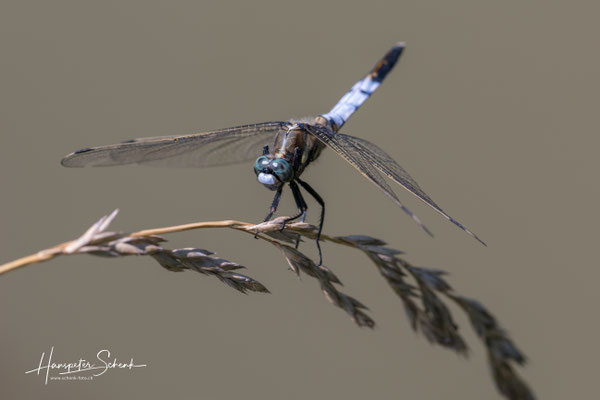 Östlicher Blaupfeil (Orthetrumabistylum) ♂