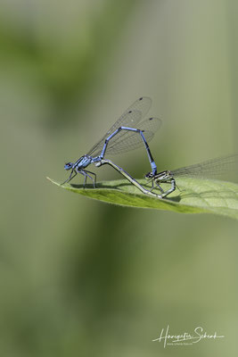 Hufeisen-Azurjungfer (Coenagrion puella) Paarungsrad