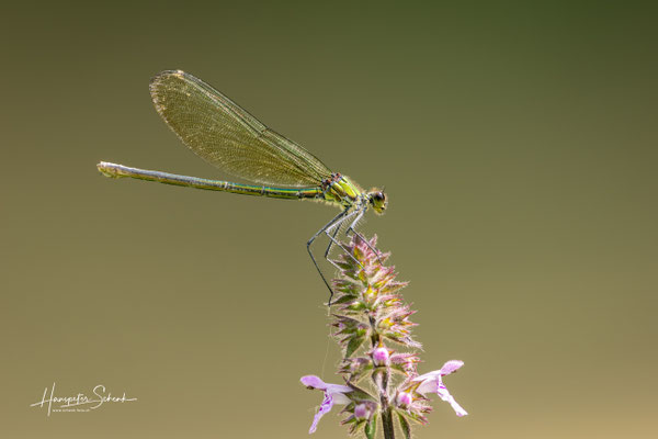 Gebänderte Prachtlibelle (Calopteryx splendens) ♀