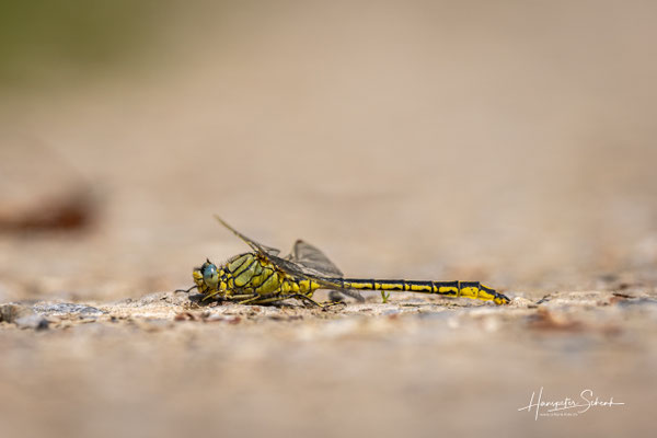 Westliche Keiljungfer (Gomphus pulchellus) ♂