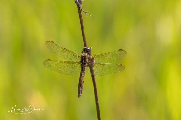 Kleiner Blaupfeil (Orthetrum coerulescens) ♀