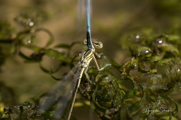 Blaue Federlibelle (Platycnemis pumilo), Eiablage
