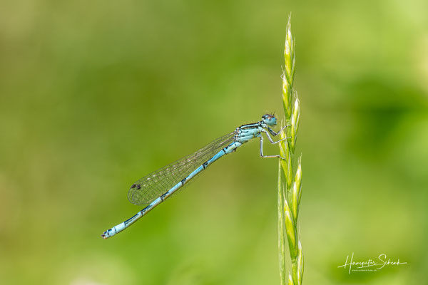 Helm-Azurjungfer (Coenagrion mercuriale) ♂