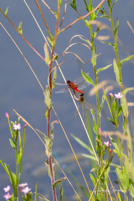 Feuerlibelle (Crocothemis erythraea), Paarungsrad