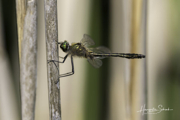 Falkenlibelle (Cordulia aenea) ♂