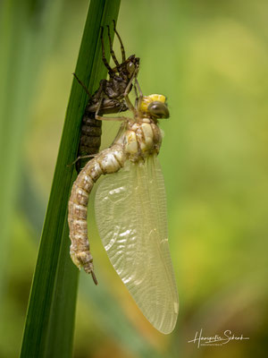 Blaugrüne Mosaikjungfer (Aeshna cyanea) ♀