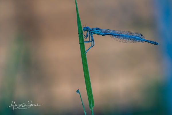 Blaue Federlibelle ♂ (latycnemis pennipes)