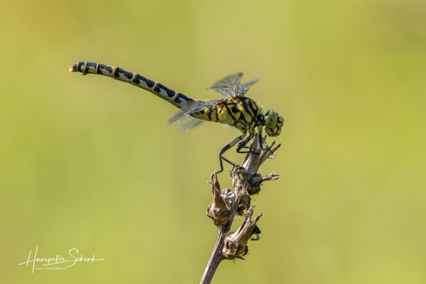 Kleine Zangenlibelle (Onychogomphus forcipatus) ♀