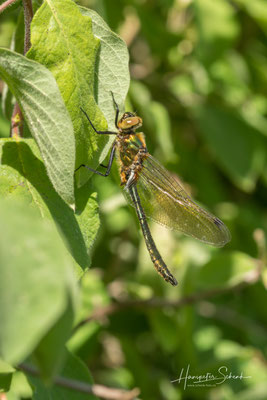 junge Falkenlibelle ♂ (Cordulia aenea)