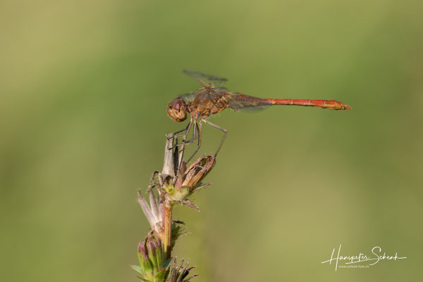 Südliche Heidelibelle (Sympetrum meridionale) ♀