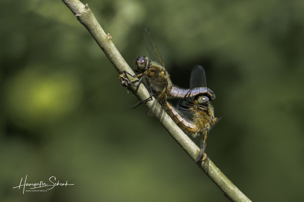 Spitzenfleck (Libellula fulva) Paarungsrad
