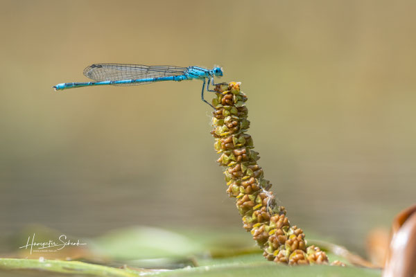 Saphirauge (Erythromma lindenii) ♂