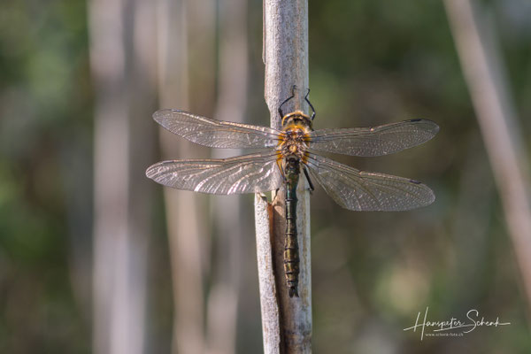 frisch geschlüpfte Falkenlibelle ♂ (Cordulia aenea)