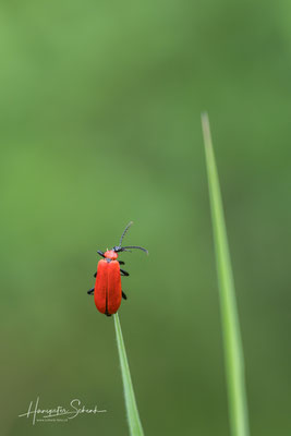 Scharlachroter Feuerkäfer (Pyrochroa coccinea)