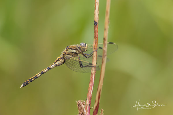 Östlicher Blaupfeil (Orthetrum albystilum) ♀