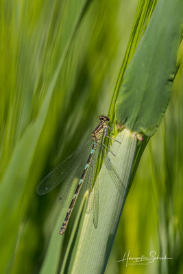 Fledermaus-Azurjungfer ♀ (Coenagrion pulchellum)