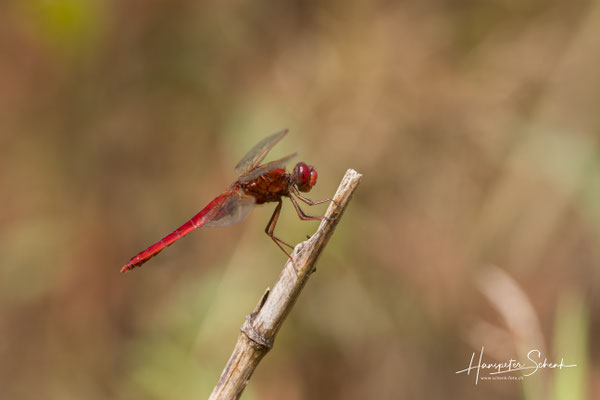 Feuerlibelle (Crocothemis erythraea) ♂