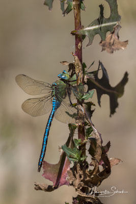 Grosse Königslibelle (Aeshna imperator) ♂