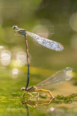 Blaue Federlibelle (Platycnemis pumilo), Eiablage