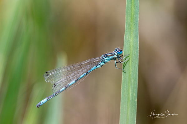 Helm-Azurjungfer (Coenagrion mercuriale) ♂