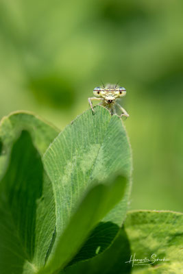 Blaue Federlibelle (Platycnemis pumilo) ♀